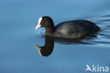 Common Coot (Fulica atra)