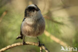 Long-tailed Tit (Aegithalos caudatus)