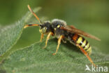 Bonte wespbij (Nomada bifasciata)