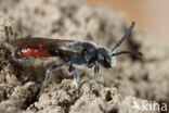 Sphecodes majalis