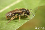 Groepjesgroefbij (Lasioglossum malachurum)