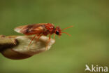 shadbush sawfly (Hoplocampa flava)