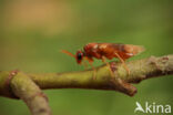 shadbush sawfly (Hoplocampa flava)