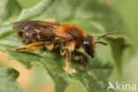 Andrena fulvata