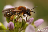 Andrena fulvata