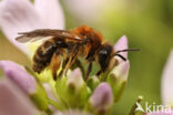 Andrena fulvata