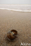 Common hermit crab (Pagurus bernhardus)