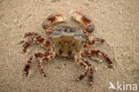 Asian Shore Crab (Hemigrapsus sanguineus)