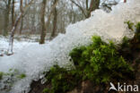 Marble Screw-moss (Syntrichia papillosa)