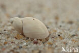 Small Amber Snail (Succinea oblonga)