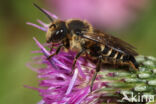 Coelioxys alata