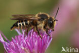 Coelioxys alata