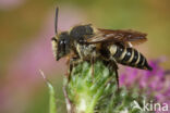 Rosse kegelbij (Coelioxys rufescens)