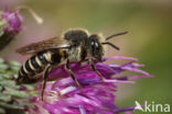 Coelioxys rufescens