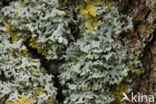 Hooded rosette lichen (Physcia adscendens)