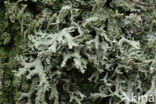 Oakmoss lichen (Evernia prunastri)