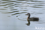 Red-necked Grebe (Podiceps grisegena)