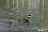 Roodhalsfuut (Podiceps grisegena)