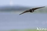 Boerenzwaluw (Hirundo rustica)