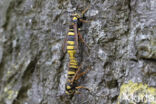 Hornet Moth (Sesia apiformis)