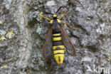 Hornet Moth (Sesia apiformis)