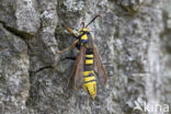 Hornet Moth (Sesia apiformis)