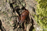 Hornet Moth (Sesia apiformis)