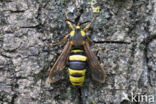 Hornet Moth (Sesia apiformis)