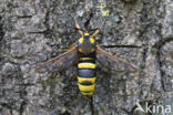 Hornet Moth (Sesia apiformis)