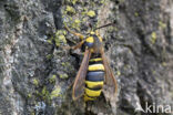 Hornet Moth (Sesia apiformis)