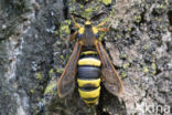 Hoornaarvlinder (Sesia apiformis)