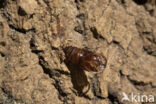 Hornet Moth (Sesia apiformis)