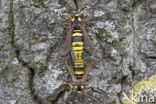 Hornet Moth (Sesia apiformis)