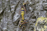 Hornet Moth (Sesia apiformis)