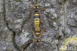 Hornet Moth (Sesia apiformis)