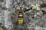 Hornet Moth (Sesia apiformis)