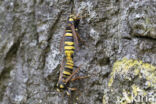 Hornet Moth (Sesia apiformis)