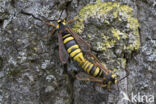 Hornet Moth (Sesia apiformis)