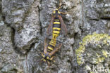 Hornet Moth (Sesia apiformis)