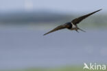 Boerenzwaluw (Hirundo rustica)