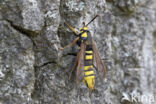 Hornet Moth (Sesia apiformis)