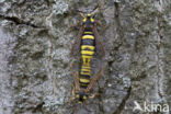 Hornet Moth (Sesia apiformis)