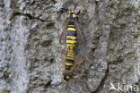 Hornet Moth (Sesia apiformis)