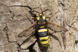 Hornet Moth (Sesia apiformis)