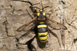 Hornet Moth (Sesia apiformis)