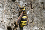 Hornet Moth (Sesia apiformis)