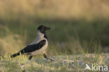 Hooded Crow (Corvus cornix)