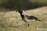 Hooded Crow (Corvus cornix)