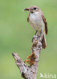 European Pied Flycatcher (Ficedula hypoleuca)