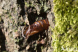 Hoornaarvlinder (Sesia apiformis)